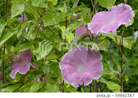 変化朝顔347 59892367