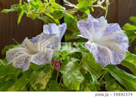変化朝顔354 59892374