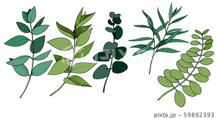 Vector Eucalyptus leaves branch. Black and white engraved ink art. Isolated branches illustration Vector Eucalyptus leaves branch. Black and white engraved ink art. Isolated branches illustration 59892393