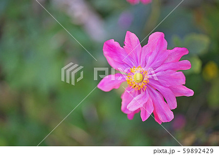ピンク色のシュウメイギクの花 59892429