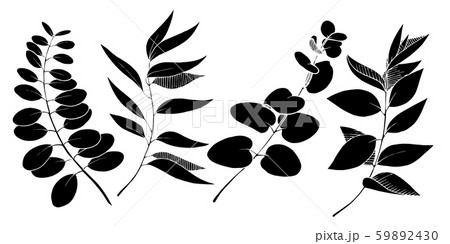 Vector Eucalyptus leaves branch. Black and white engraved ink art. Isolated branches illustration 59892430