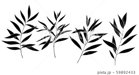 Vector Eucalyptus leaves branch. Black and white engraved ink art. Isolated branches illustration 59892433