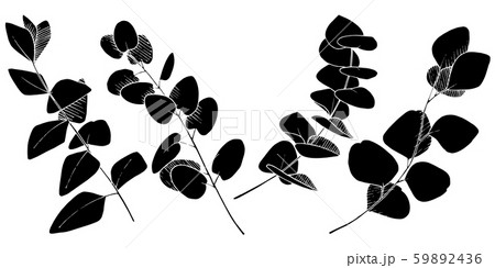 Vector Eucalyptus leaves branch. Black and white engraved ink art. Isolated branches illustration 59892436