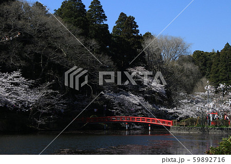 茂原公園　桜　ソメイヨシノ 59892716