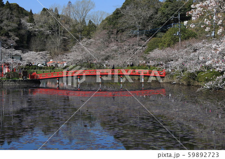 茂原公園 桜 ソメイヨシノ 茂原公園 桜 ソメイヨシノ 59892723