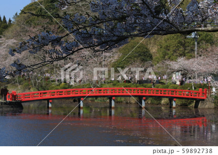 茂原公園 桜 ソメイヨシノ 茂原公園 桜 ソメイヨシノ 59892738
