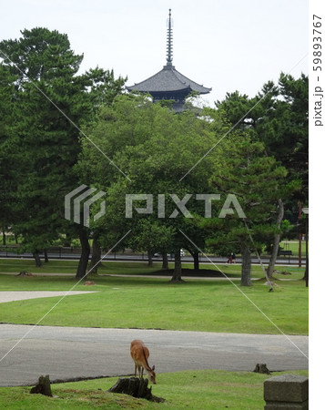 奈良公園　鹿 59893767