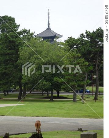 奈良公園 鹿 奈良公園 鹿 59893769