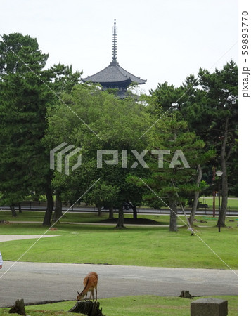 奈良公園 鹿 奈良公園 鹿 59893770