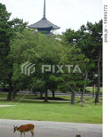 奈良公園　鹿 59893772