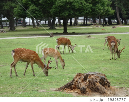 奈良公園 鹿 奈良公園 鹿 59893777