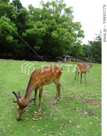 奈良公園 鹿 奈良公園 鹿 59893779