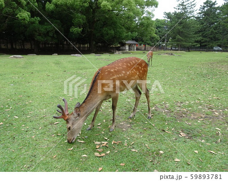 奈良公園　鹿 59893781