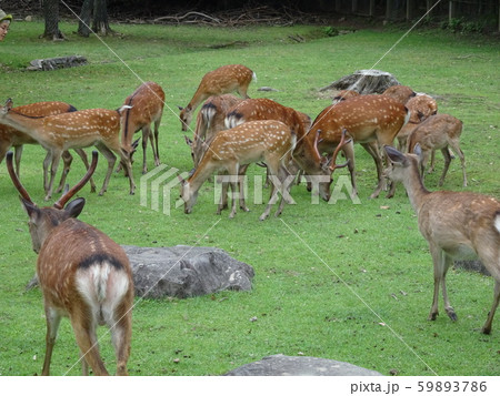 奈良公園　鹿 59893786