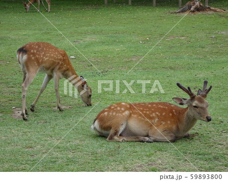 奈良公園　鹿 59893800