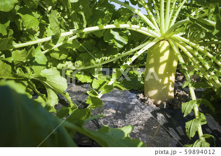 畑の大根 59894012