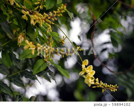 道端のナツフジ(蔓の先のクリームイエローの花) 道端のナツフジ(蔓の先のクリームイエローの花) 59894102