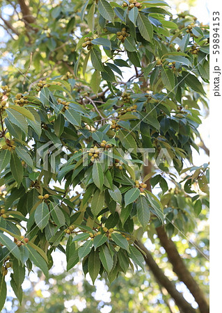 どんぐり どんぐり 59894153