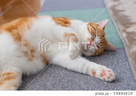 リビングで無防備に寝る茶白ねこ リビングで無防備に寝る茶白ねこ 59894620