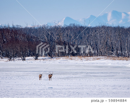 山から帰るエゾジカ 59894884