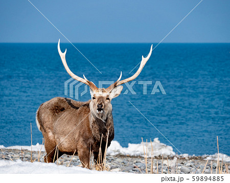 根室海峡とエゾジカ 59894885