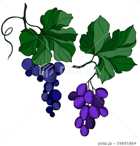 Vector Grape berry healthy food. Black and white engraved ink art. Isolated grape illustration 59895864