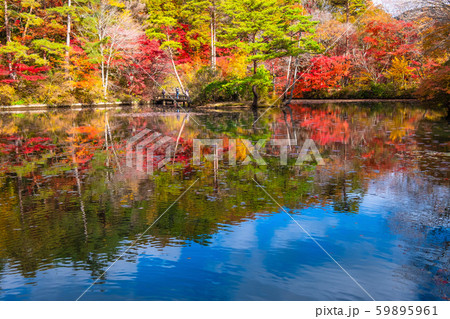 神戸森林植物園の紅葉 59895961