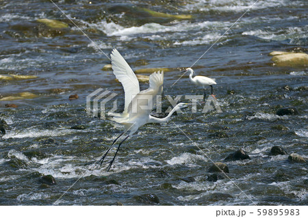 ダイサギの羽ばたき 59895983