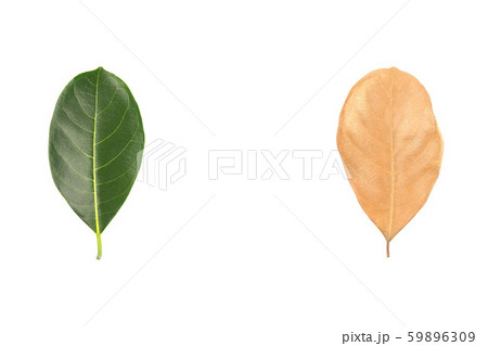 Different stages of life - A time to born and a Different stages of life - A time to born and a 59896309
