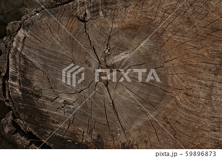 tree stump texture and  background image 59896873