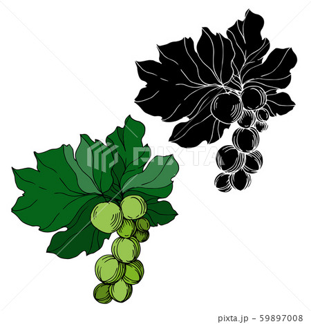 Vector Grape berry healthy food. Black and white engraved ink art. Isolated grapes illustration 59897008
