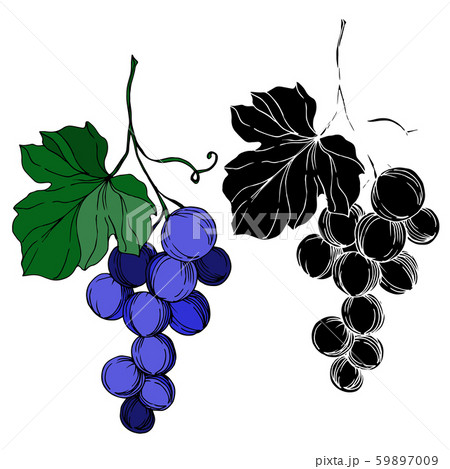 Vector Grape berry healthy food. Black and white engraved ink art. Isolated grapes illustration 59897009