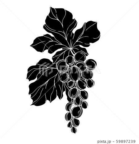 Vector Grape berry healthy food. Black and white engraved ink art. Isolated grapes illustration 59897239