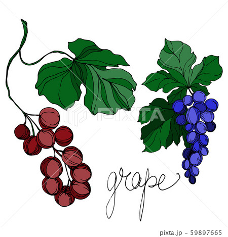 Vector Grape berry healthy food. Black and white engraved ink art. Isolated grapes illustration 59897665
