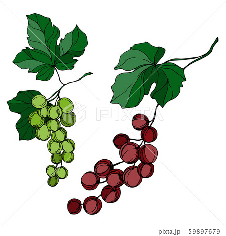 Vector Grape berry healthy food. Black and white engraved ink art. Isolated grapes illustration Vector Grape berry healthy food. Black and white engraved ink art. Isolated grapes illustration 59897679
