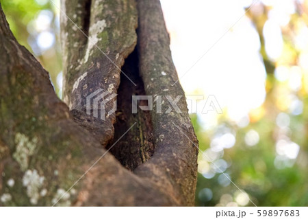 木の穴 穴の空いた木 木の穴 穴の空いた木 59897683