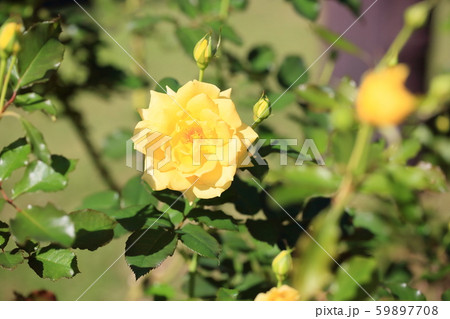 バラの花 ゴールドバニー バラの花 ゴールドバニー 59897708