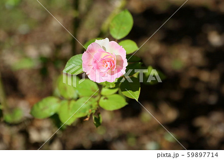 バラの花 マチルダの写真素材