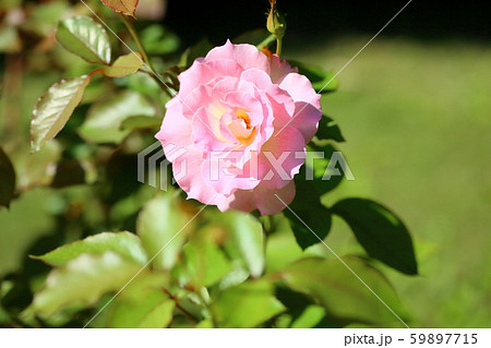 バラの花 マチルダの写真素材