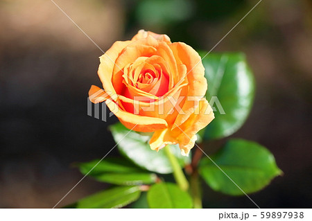 バラの花　アシュラム 59897938