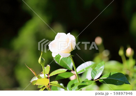 バラの花　ファビュラス 59897946