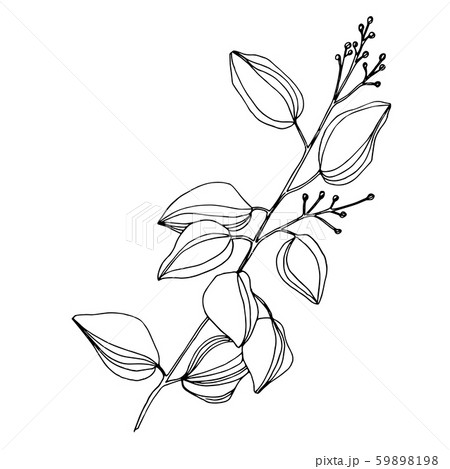 Vector Eucalyptus tree leaves. Black and white engraved ink art. Isolated eucalyptus illustration Vector Eucalyptus tree leaves. Black and white engraved ink art. Isolated eucalyptus illustration 59898198