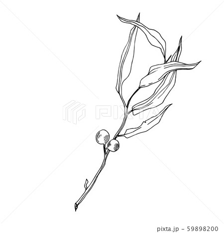 Vector Eucalyptus tree leaves. Black and white engraved ink art. Isolated eucalyptus illustration Vector Eucalyptus tree leaves. Black and white engraved ink art. Isolated eucalyptus illustration 59898200