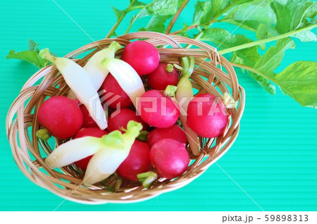 野菜　ラディシュ　　赤カブ 59898313