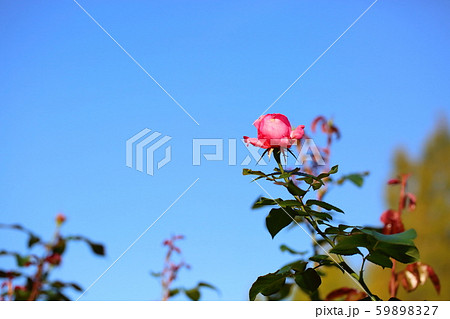 バラの花　ソングオブパリ 59898327