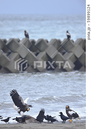 エゾシカの亡骸に群れるオオワシとカラス(北海道) エゾシカの亡骸に群れるオオワシとカラス(北海道) 59899124