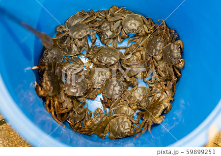 魚屋で販売されている生きモクズガニ 魚屋で販売されている生きモクズガニ 59899251