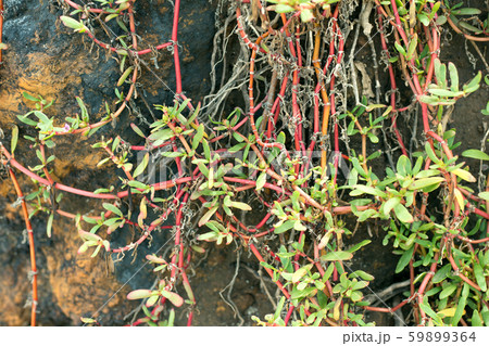 Close up green and red leaves background. Tropical plant climbing stone wall. 59899364