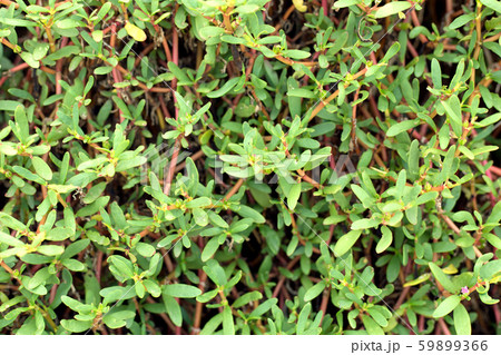 Close up green leaves background. Tropical plant climbing stone wall. 59899366