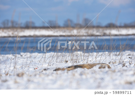 海岸で出会ったユキホオジロの群れ（北海道） 59899711